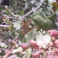 فروش پسته خیس وخشک در تهران در گروه پسته - کوهی شامی خام اکبری تازه کله قوچی در یکمیوه