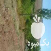 خرید و فروش چوب درختان تبریزی گردو بید در ابهر در گروه خرید فروش عمده چوب- زغال چوب گردو تبریزی خام در یکمیوه