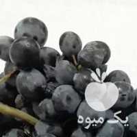 فروش انگور دیم کردستان در تهران در گروه خرید فروش عمده انگور - یاقوتی شانی عسگری بی دانه قرمز در یکمیوه