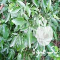 فروش نهال سترنج و نارنج و میوه آووکادو در آمل در گروه خرید فروش نهال - انواع گردو پسته بادام سلطانی انگور در یکمیوه