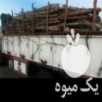 خرید چوب مرکبات وبید کویتی بالاترین قیمت در منوجان در گروه خرید فروش عمده چوب- زغال چوب گردو تبریزی خام در یکمیوه