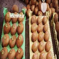 فروش کیوی درجه یک صادراتی هایوارد طلایی در تهران در گروه خرید فروش عمده کیوی - صادراتی مازندران تنکابن تالش در یکمیوه