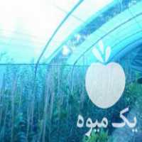 فروش نهال لیمو ترش چهار فصل در ساری در گروه خرید فروش نهال - انواع گردو پسته بادام سلطانی انگور در یکمیوه
