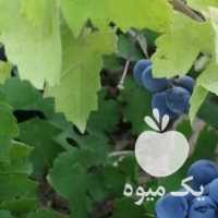 فروش انگور سیاه کردستان با کیفیت در شیراز در گروه خرید فروش عمده انگور - یاقوتی شانی عسگری بی دانه قرمز در یکمیوه