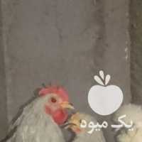 فروش تعدادی ابریشمی جاپنیزلایت کوشین وبرهما کوکو در تهران در گروه مرغ و خروس و بوقلمون و اردک قو قاز در یکمیوه