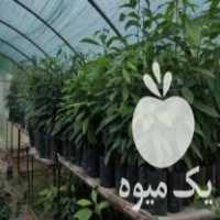 فروش نهال آووکادو در نوکنده در گروه خرید فروش نهال - انواع گردو پسته بادام سلطانی انگور در یکمیوه