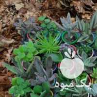 فروش پک 72 تایی کاکتوس ساکولنت بند انگشتی ریشه دار در تهران در گروه خرید فروش عمده گیاهان زینتی - گرمسیری آپارتمانی باغچه آب در یکمیوه