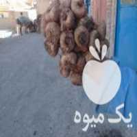 فروش پیاز زعفران قائنات خراسان در جوکار در گروه خرید فروش عمده زعفران - قائنات قیمت خراسان بهرامن گرم در یکمیوه