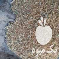 فروش گندم برای خوراک دام وطیور در آشتیان در گروه خوراک دام و طیور - پرواری شیری علوفه یونجه در یکمیوه