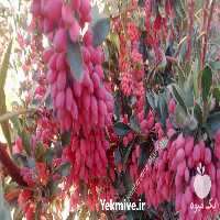 فروش زرشک تازه-قاینات در قائن در گروه خرید فروش عمده ازگیل و تمشک و زرشک - ژاپنی فروش مستقیم در یکمیوه