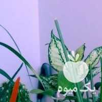 فروش گلهایه آپارتمانی و کاکتوس در قزوین در گروه خرید فروش عمده گیاهان زینتی - گرمسیری آپارتمانی باغچه آب در یکمیوه