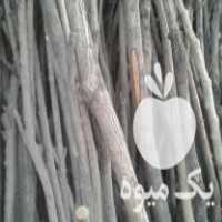 فروش چوب برای زغال در اصفهان در گروه خرید فروش عمده چوب- زغال چوب گردو تبریزی خام در یکمیوه