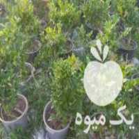 فروش گل های صحرایی در تنکابن در گروه خرید فروش عمده گیاهان زینتی - گرمسیری آپارتمانی باغچه آب در یکمیوه