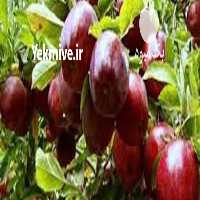 فروش سیب درختی سفید و قرمز پادنا در اصفهان در گروه خرید فروش عمده سیب - زرد و قرمز گلاب پاییزه در یکمیوه