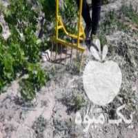 فروش شخم زن دستی در نصرت آباد در گروه خرید فروش ابزار ها و تجهیزات کشاورزی - دستی برقی ماشینی بیل کلنگ در یکمیوه