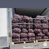فروش پیاز قرمز بناب در آذربایجان شرقی در گروه خرید فروش عمده پیاز - قرمز سفید زرد ترشی تازه انباری در یکمیوه