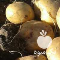 فروش سیب زمینی خوراکی سانتا در کرمانشاه در گروه خرید فروش عمده سیب زمینی - زودرس دیررس آگریا اسپریت اردبیل همدان در یکمیوه