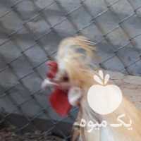 فروش مرغ وخروس لاری  ،  سلطان کاکلی در تهران در گروه مرغ و خروس و بوقلمون و اردک قو قاز در یکمیوه