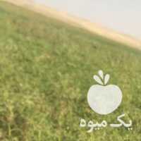 فروش سیب زمینی در همدان در گروه خرید فروش عمده سیب زمینی - زودرس دیررس آگریا اسپریت اردبیل همدان در یکمیوه