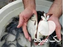 فروش بچه ماهی کپور امور خاویار و غذای ماهی باارسال در همدان در گروه ماهی کپور - ماهیان معمولی علف خوار پرورشی خرید و فروش در یکمیوه -عکس1