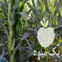 فروش ذرت علوفه ای چاپر کمباین در شیروان در گروه خرید فروش ماشین آلات کشاورزی - تراکتور تیلر کمباین مدرن در یکمیوه