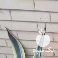 فروش دوتا آکاو بزرگ و 4 تا آلوورا در اصفهان در گروه خرید فروش عمده گیاهان زینتی - گرمسیری آپارتمانی باغچه آب در یکمیوه