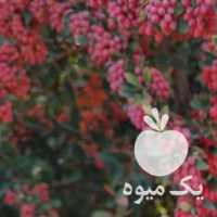 فروش زرشک تازه قاینات  ، پفکی ، زعفران در مشهد در گروه خرید فروش عمده ازگیل و تمشک و زرشک - ژاپنی فروش مستقیم در یکمیوه