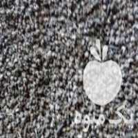 فروش بذر درجه یک گل گاوزبان رقم ایرانی محصول امسال در گالیکش در گروه خرید فروش بذر - انواع محصول کشاورزی گوجه کتان میوه درخت در یکمیوه