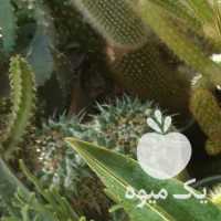 فروش گل و گیاه کاکتوس در اصفهان در گروه خرید فروش عمده گیاهان زینتی - گرمسیری آپارتمانی باغچه آب در یکمیوه
