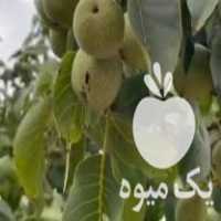 فروش ارقام نهال های اصلاح شده در کرج در گروه خرید فروش نهال - انواع گردو پسته بادام سلطانی انگور در یکمیوه