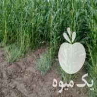 فروش ذرت علوفه ای در علی آباد در گروه خرید فروش لوازم بسته بندی - انواع تجهیزات در یکمیوه