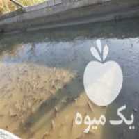 فروش بچه ماهی بهترین کپورآمور و  غذای ماهی ارسال به تمام ایران در اراک در گروه انواع ماهی - سالمون شیر کپور قرمز شوریده سفید گوپی مرکب در یکمیوه