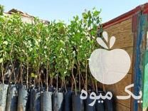 فروش نهال پسته مهریز در فارس در گروه خرید فروش نهال - انواع گردو پسته بادام سلطانی انگور در یکمیوه -عکس1