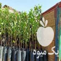 فروش نهال پسته مهریز در فارس در گروه خرید فروش نهال - انواع گردو پسته بادام سلطانی انگور در یکمیوه