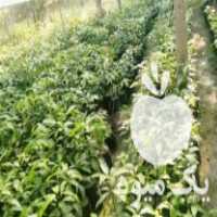 فروش نهالستان سینا در میناب در گروه خرید فروش نهال - انواع گردو پسته بادام سلطانی انگور در یکمیوه