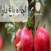 فروش اجاره باغ انار در داراب توافقی در شیراز در گروه خرید فروش عمده انار - ساوه شیراز شیرین ترش در یکمیوه