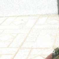 فروش گلدان کاکتوس طبیعی زیبا و جذاب در همدان در گروه زنبورعسل - زنبورداری نوین صنعتی مدرن کندو در یکمیوه