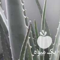 فروش آلوورا گل کاکتوس در تهران در گروه خرید فروش عمده گیاهان زینتی - گرمسیری آپارتمانی باغچه آب در یکمیوه