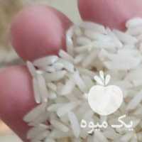 فروش برنج نوک سیاه سورتینگ شده در رشت در گروه خرید فروش تجهیزات گلخانه - صنعتی خانگی هوشمند دست دوم در یکمیوه