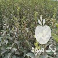 فروش نهال خرمالو گوجه ای  ،  نهال زیتون تلخ در گرگان در گروه خرید فروش عمده خرمالو - خرمالو رسیده نارس برگ عمده در یکمیوه