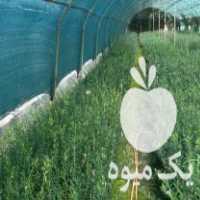 فروش نهال زیتون در ساری در گروه خرید فروش نهال - انواع گردو پسته بادام سلطانی انگور در یکمیوه