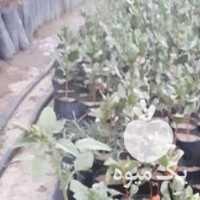 فروش نهال پسته در قزوین در گروه خرید فروش نهال - انواع گردو پسته بادام سلطانی انگور در یکمیوه