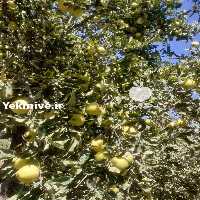 فروش سیب سرخ و سفید پاییزه در قروه در گروه خرید فروش عمده سیب - زرد و قرمز گلاب پاییزه در یکمیوه