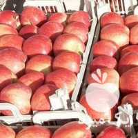 فروش اجاره سیب در ارومیه در گروه خرید فروش عمده سیب - زرد و قرمز گلاب پاییزه در یکمیوه