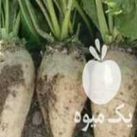 فروش چغندر برای دام و غیره در سفیدسنگ در گروه خرید فروش عمده چغندر - قند لبویی قرمز سفید در یکمیوه