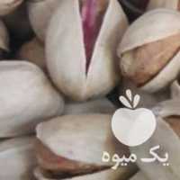 فروش پسته فندقی در یزد در گروه پسته - کوهی شامی خام اکبری تازه کله قوچی در یکمیوه