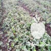 فروش بوته توت فرنگی ، نهال توت فرنگی در بابلسر در گروه خرید فروش عمده توت - خرید شاتوت سفید طلایی موزی قرمز در یکمیوه