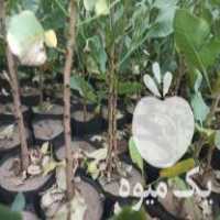 پیش فروش انواع نهال در اصفهان در گروه خرید فروش عمده خرمالو - خرمالو رسیده نارس برگ عمده در یکمیوه