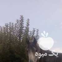 فروش اسب نریان در تهران در گروه اسب و الاغ خر و فروش قاطر- ترکمن عربی سفید نر و ماده در یکمیوه