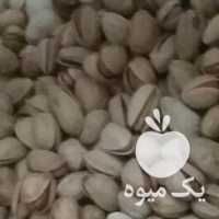 فروش پسته تمام خندان دستچین در سیرجان در گروه پسته - کوهی شامی خام اکبری تازه کله قوچی در یکمیوه